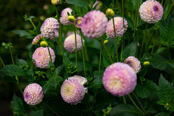 colourfull dahlias, dahlia, dahlie bloom