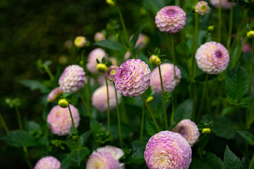 colourfull dahlias, dahlia, dahlie bloom