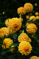 colourfull dahlias, dahlia, dahlie bloom