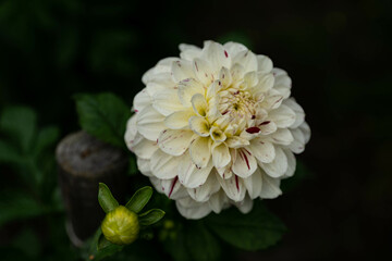 colourfull dahlias, dahlia, dahlie bloom