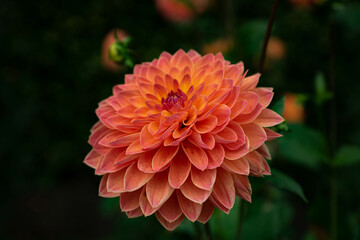 colourfull dahlias, dahlia, dahlie bloom