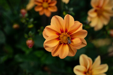 colourfull dahlias, dahlia, dahlie bloom