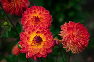 colourfull dahlias, dahlia, dahlie bloom