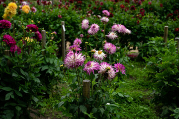 colourfull dahlias, dahlia, dahlie bloom