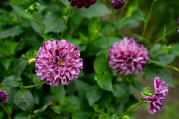 colourfull dahlias, dahlia, dahlie bloom