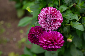 colourfull dahlias, dahlia, dahlie bloom