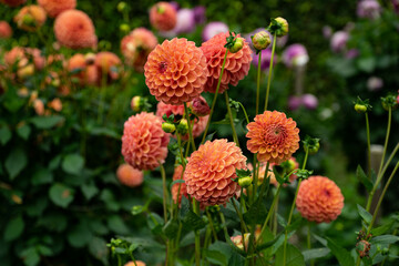 colourfull dahlias, dahlia, dahlie bloom