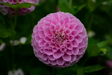 colourfull dahlias, dahlia, dahlie bloom