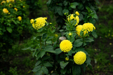 colourfull dahlias, dahlia, dahlie bloom