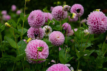 colourfull dahlias, dahlia, dahlie bloom