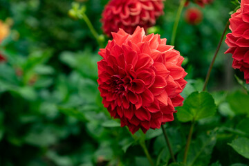 colourfull dahlias, dahlia, dahlie bloom