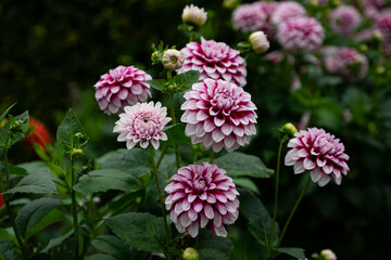 Fototapeta premium colourfull dahlias, dahlia, dahlie bloom