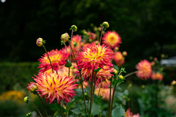 colourfull dahlias, dahlia, dahlie bloom