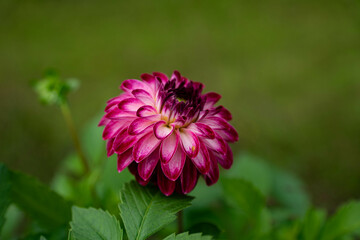 colourfull dahlias, dahlia, dahlie bloom