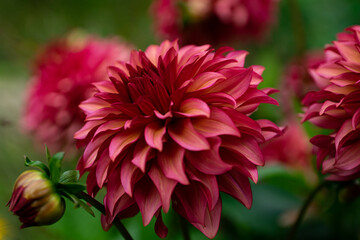 colourfull dahlias, dahlia, dahlie bloom © Fridimedia