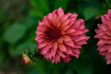 colourfull dahlias, dahlia, dahlie bloom