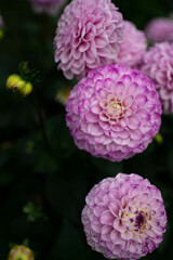 colourfull dahlias, dahlia, dahlie bloom