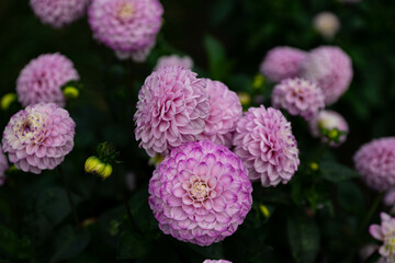 colourfull dahlias, dahlia, dahlie bloom