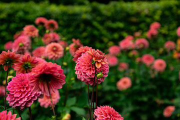 colourfull dahlias, dahlia, dahlie bloom