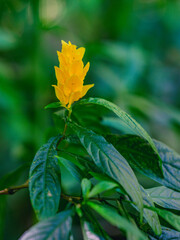 Exotic unreal flowers in wildlife jungle Dominican Republic
