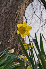 the close-up of a beautiful yellow daffodil or narcissus