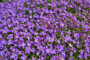 Closeup aubrieta - purple flowers in spring rockery garden with