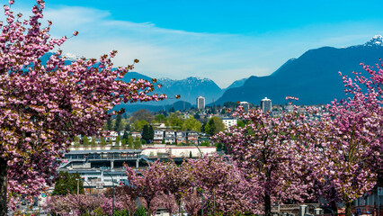 City in the spring time with Cherry blossoming backgrounds