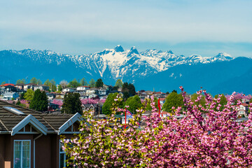 cherry blooming in the city with mountain peak background 