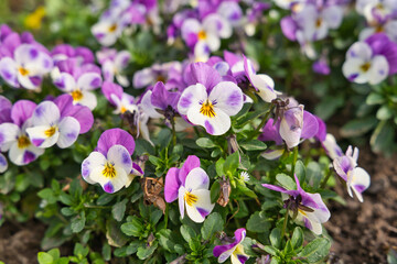 A lush blooming colorful pansy flower in spring time