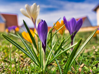 Fototapeta premium beautiful purple, white and yellow crocuses in the sun in early spring