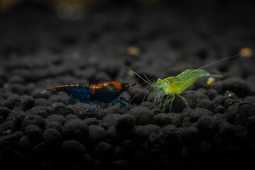 Nice babaulti green shrimp from India in freshwater aquarium macro photography, pets and hobby, wild life