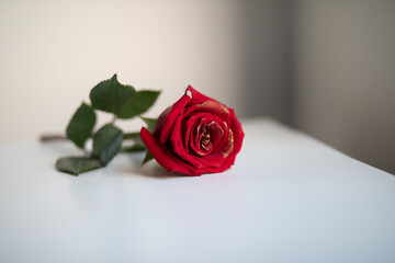 Beautiful photo of a lonely red rose with gold plating on the petals on a white table and against a white wall, a gift for valentine's day and a date