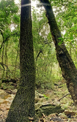 Duas grandes árvores se destacando em meio a outras, com muitas pedras ao redor, e raios de sol dando um toque especial na vista. Localizada nas matas da cidade de Esmeraldas, Minas Gerais.