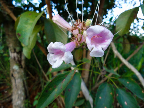 Flor conhecida como trombeta, linda flor branca e rosa vista em jardim fechado localizado em museu a c&eacute;u aberto de Minas Gerais.