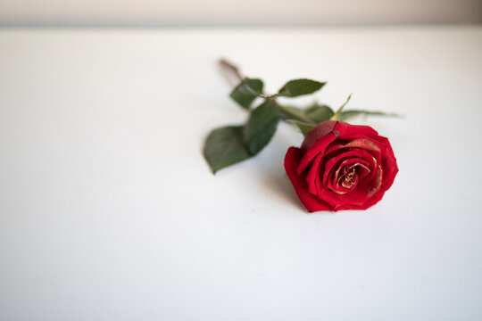 Beautiful photo of a lonely red rose on a white table and against a white wall, a gift for valentine's day and a date
