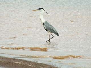 Uma Garça-real pescando na beira da água do reservatório da represa de Três Marias no Rio São Francisco, em época de muita seca, onde a água está em um nível muito baixo.