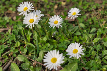 Obraz premium a beautiful daisy in close-up in springtime