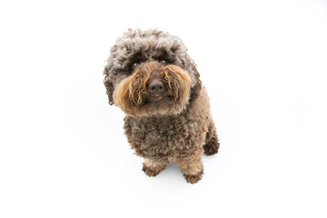 Portrait brown poodle puppy dog looking up. Isolated onwhite background