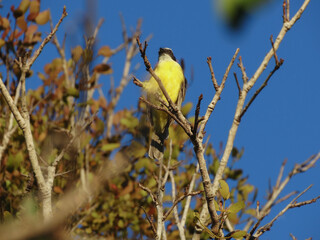 Foto de um lindo Bem-te-vi, com seu peito amarelo, no topo de árvore. Essa ave e encontrada em toda a América, habita em florestas subtropicais e tropicais de baixa altitude.