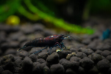 Blue neocaridina shrimp in freshwater aquarium macro photography,  pets and hobby, wild nature 