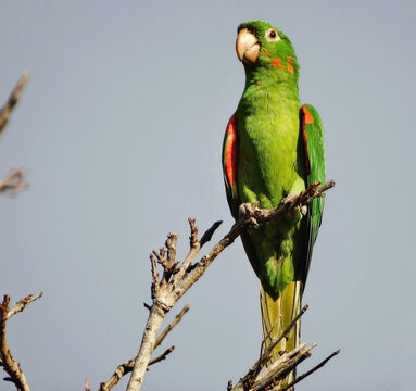 Foto de lindo Maracan&atilde; ou Araguari nome de origem tupi. Esse Fotografado no topo de &aacute;rvore na regi&atilde;o do rio Paraopeba e se carateriza por suas penas verdes e vermelhas.