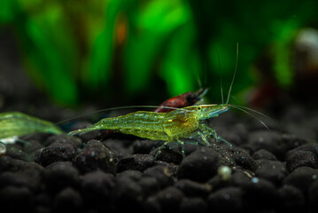 Nice babaulti green shrimp from India in freshwater aquarium macro photography, pets and hobby, wild life
