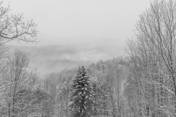 Obraz na płótnie Canvas Falling snow on winter trees 