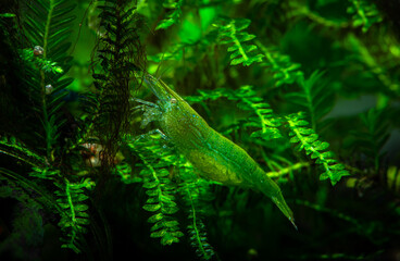 Nice babaulti green shrimp from India in freshwater aquarium macro photography, pets and hobby,...
