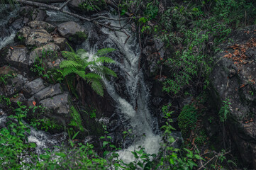 Mountain creek between wild tropical gras rocks