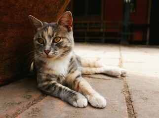portrait of a cat