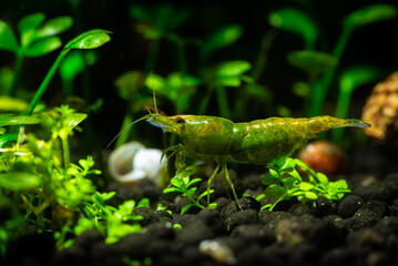 Nice green jade neocaridina shrimp in freshwater tank dark key macro aquarium photography