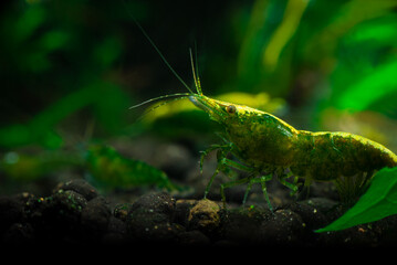 Nice green jade neocaridina shrimp in freshwater tank dark key macro aquarium photography