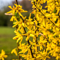 yellow flowers in spring