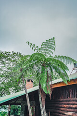 Huge fern tree in wild tropical rain forest